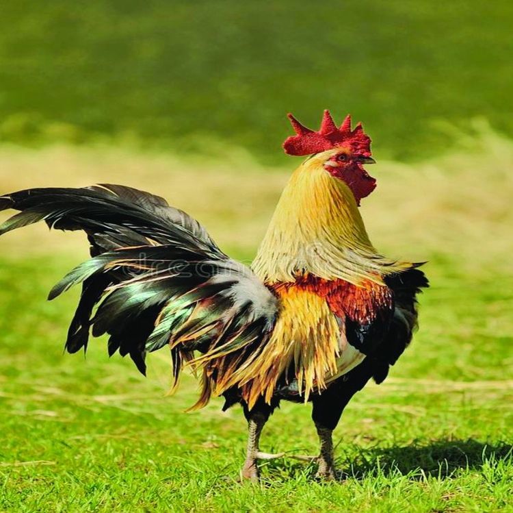 Excellence, vos épouses! — affiche